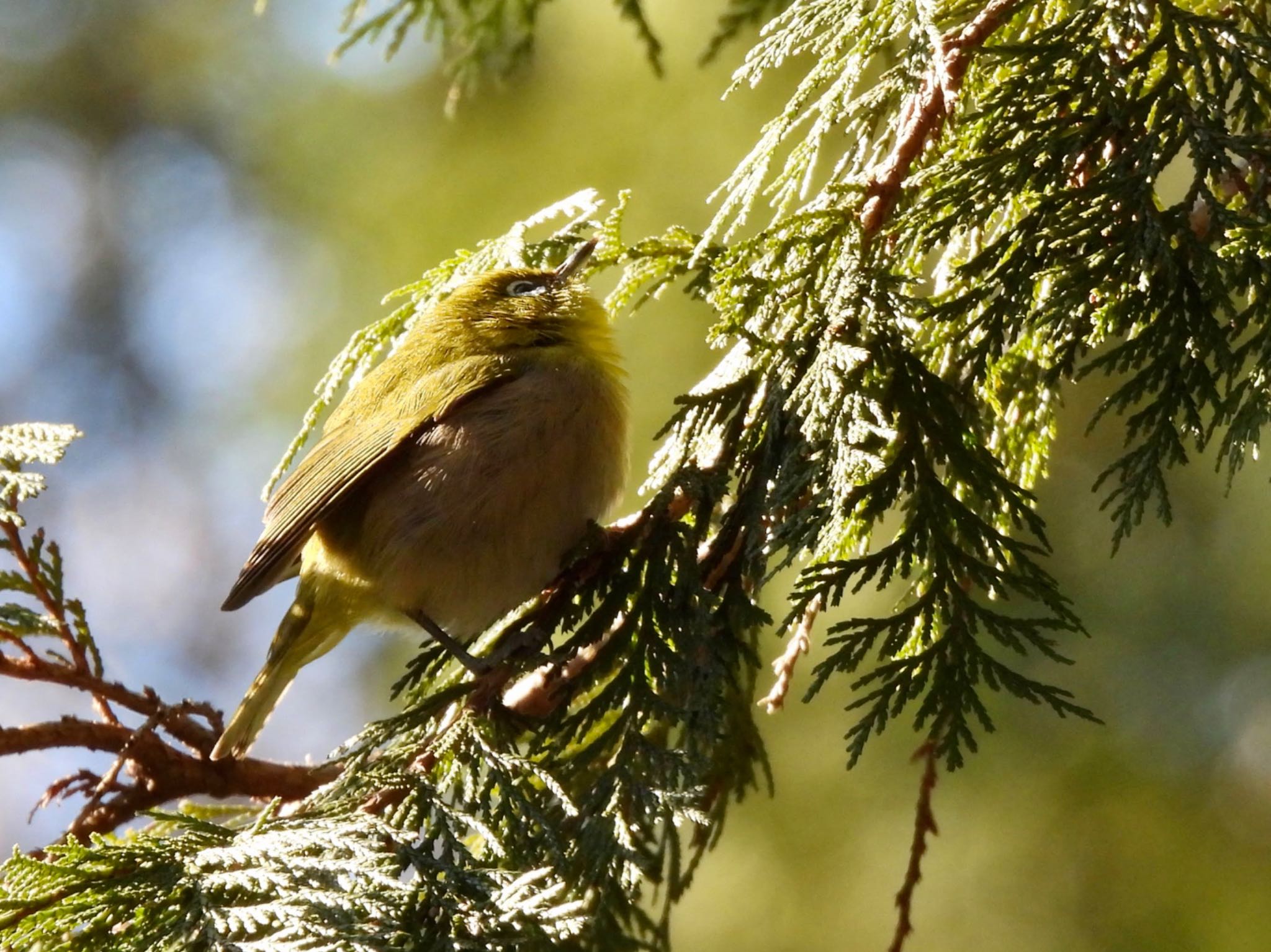 Warbling White-eye