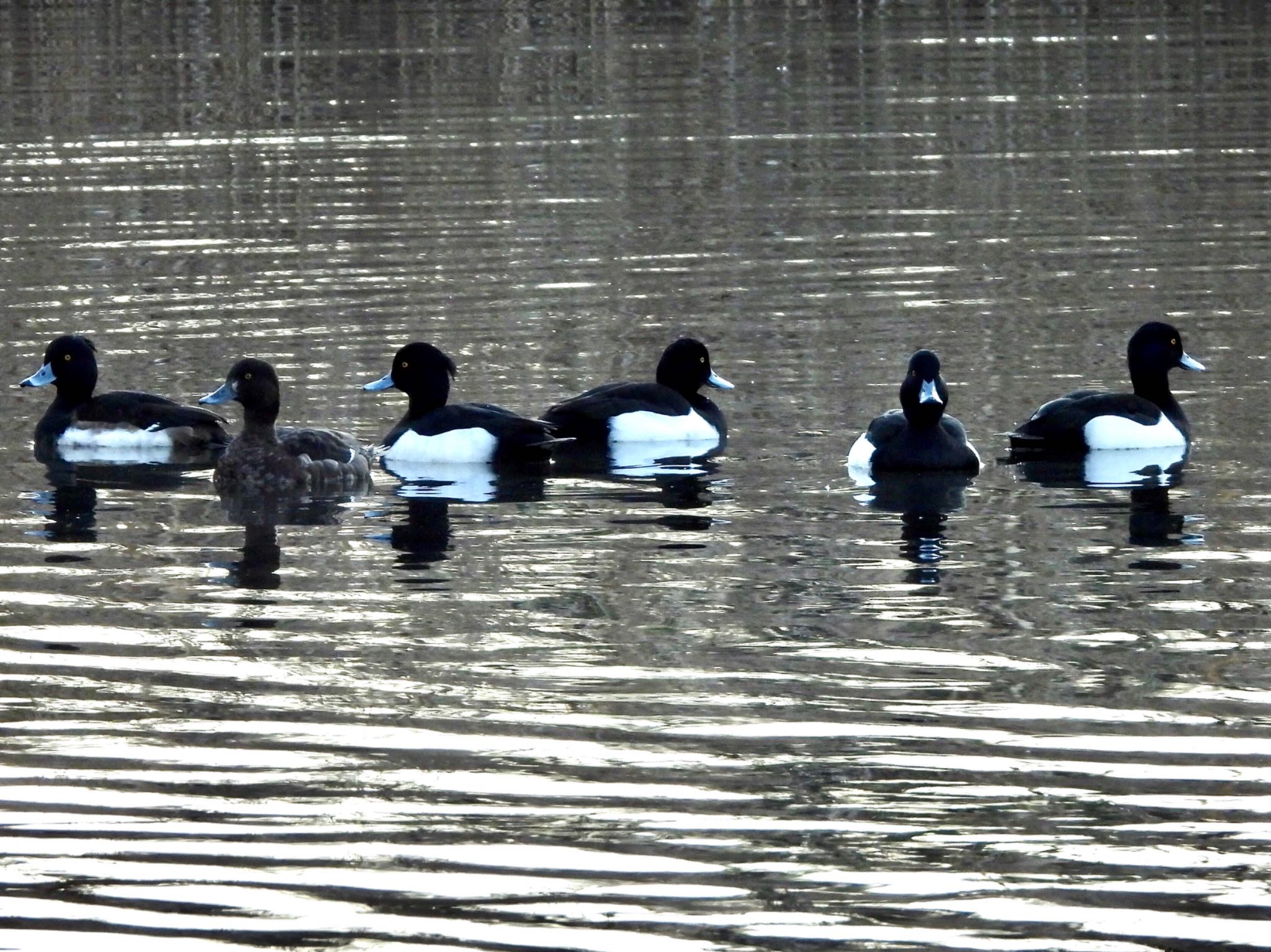 Tufted Duck