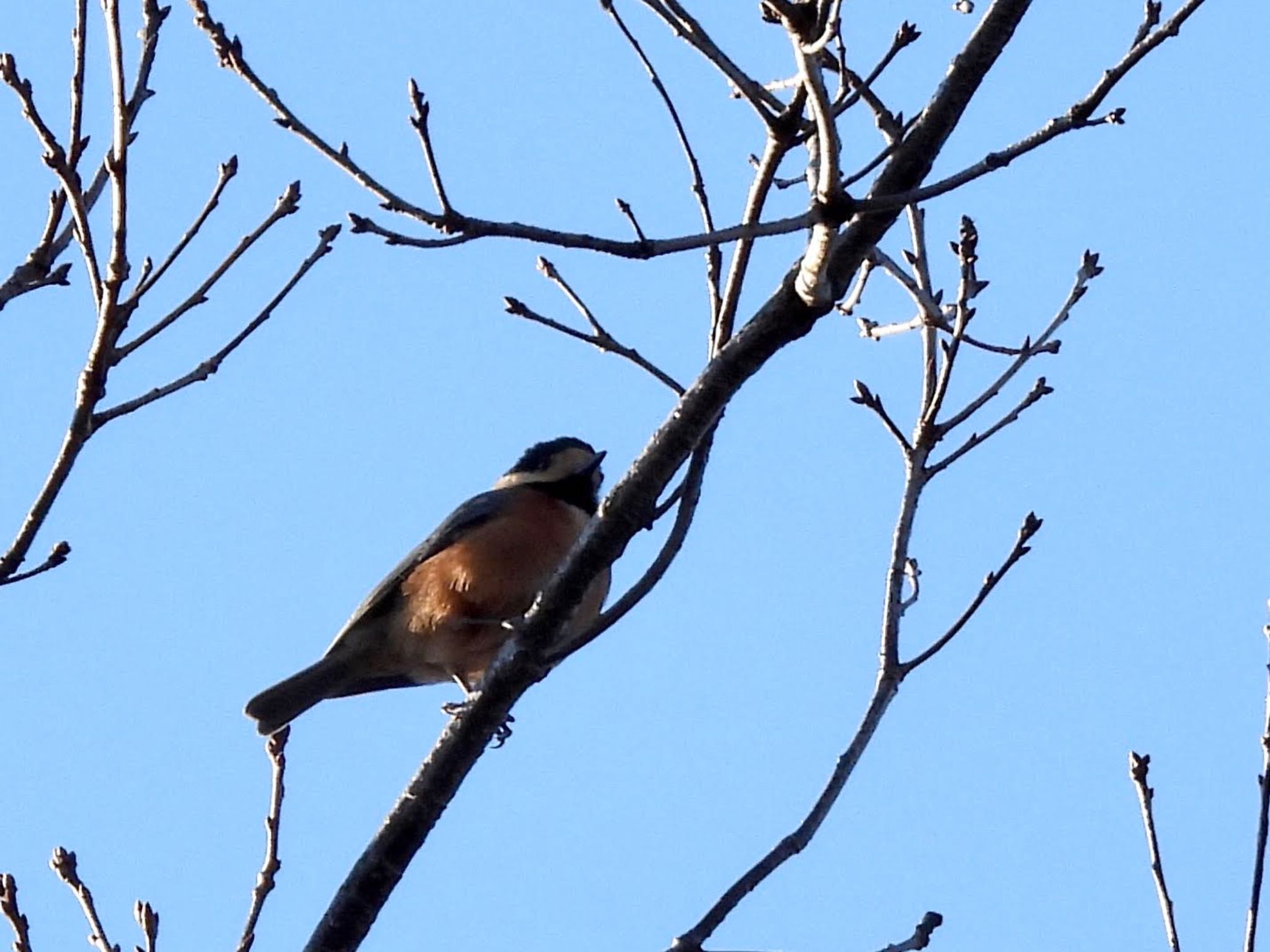 Varied Tit