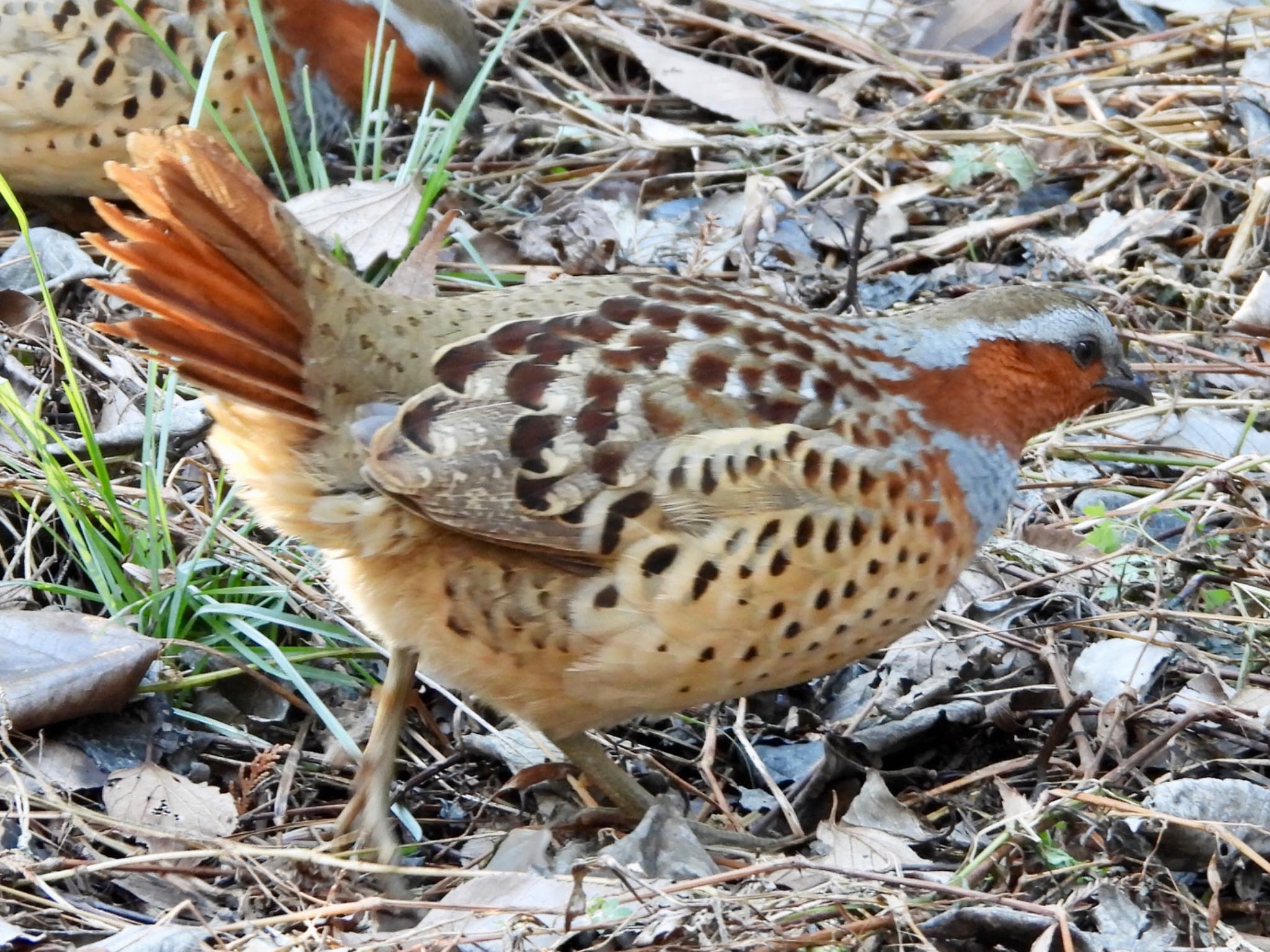 Chinese Bamboo Partridge