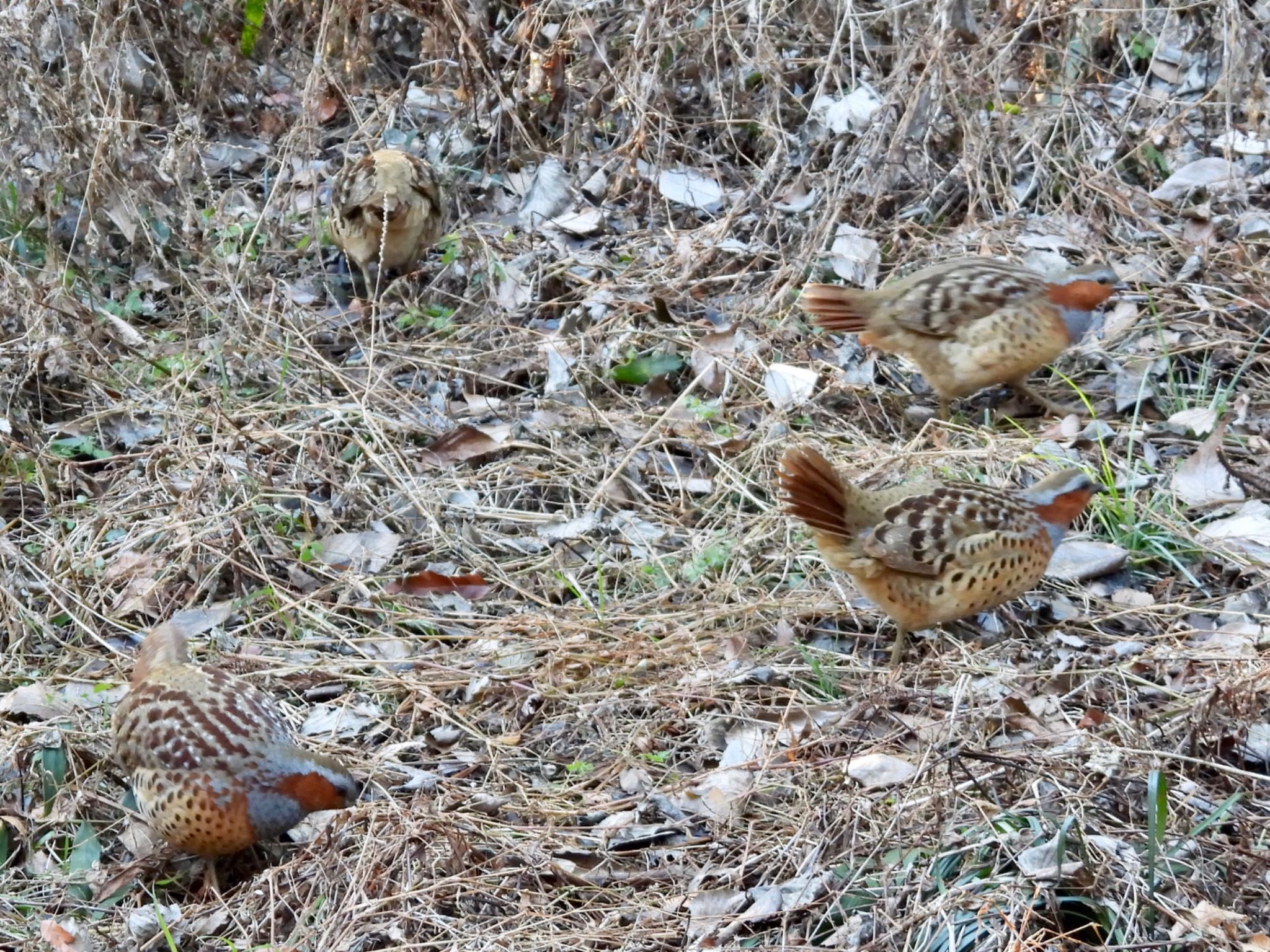 Chinese Bamboo Partridge