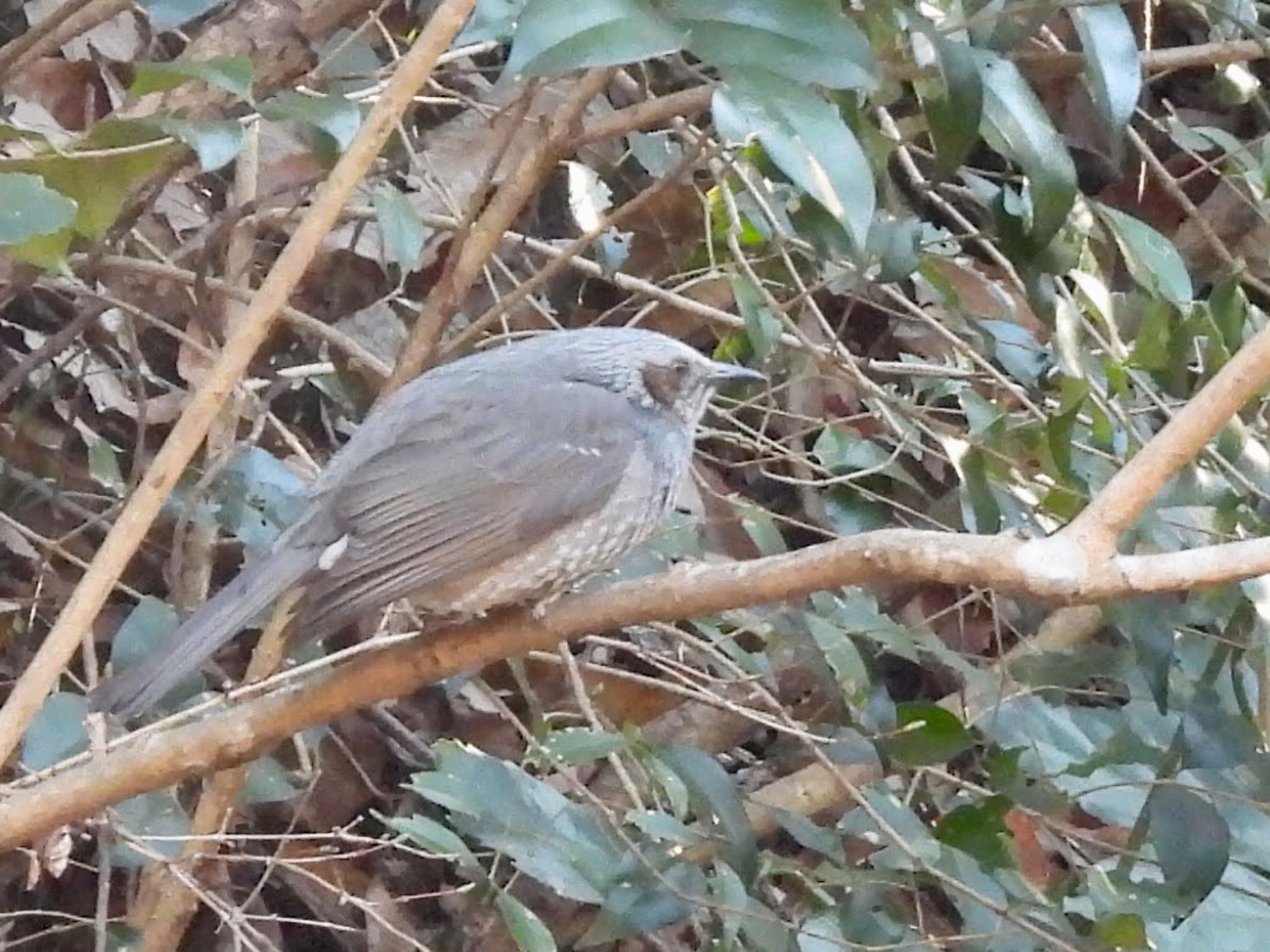 Brown-eared Bulbul