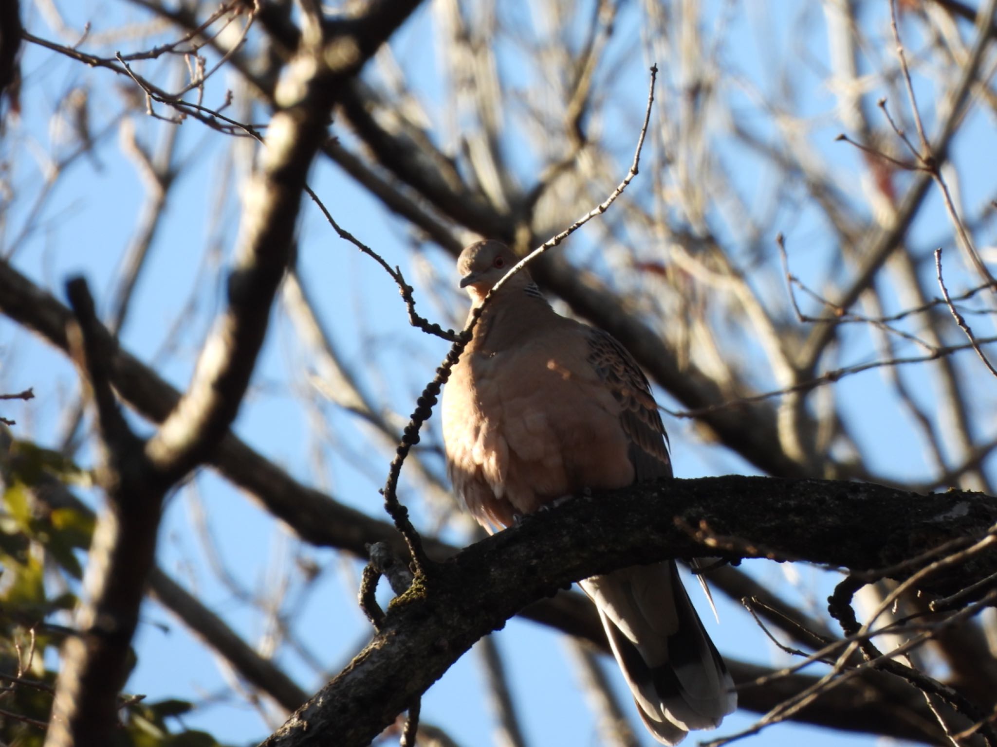 Oriental Turtle Dove