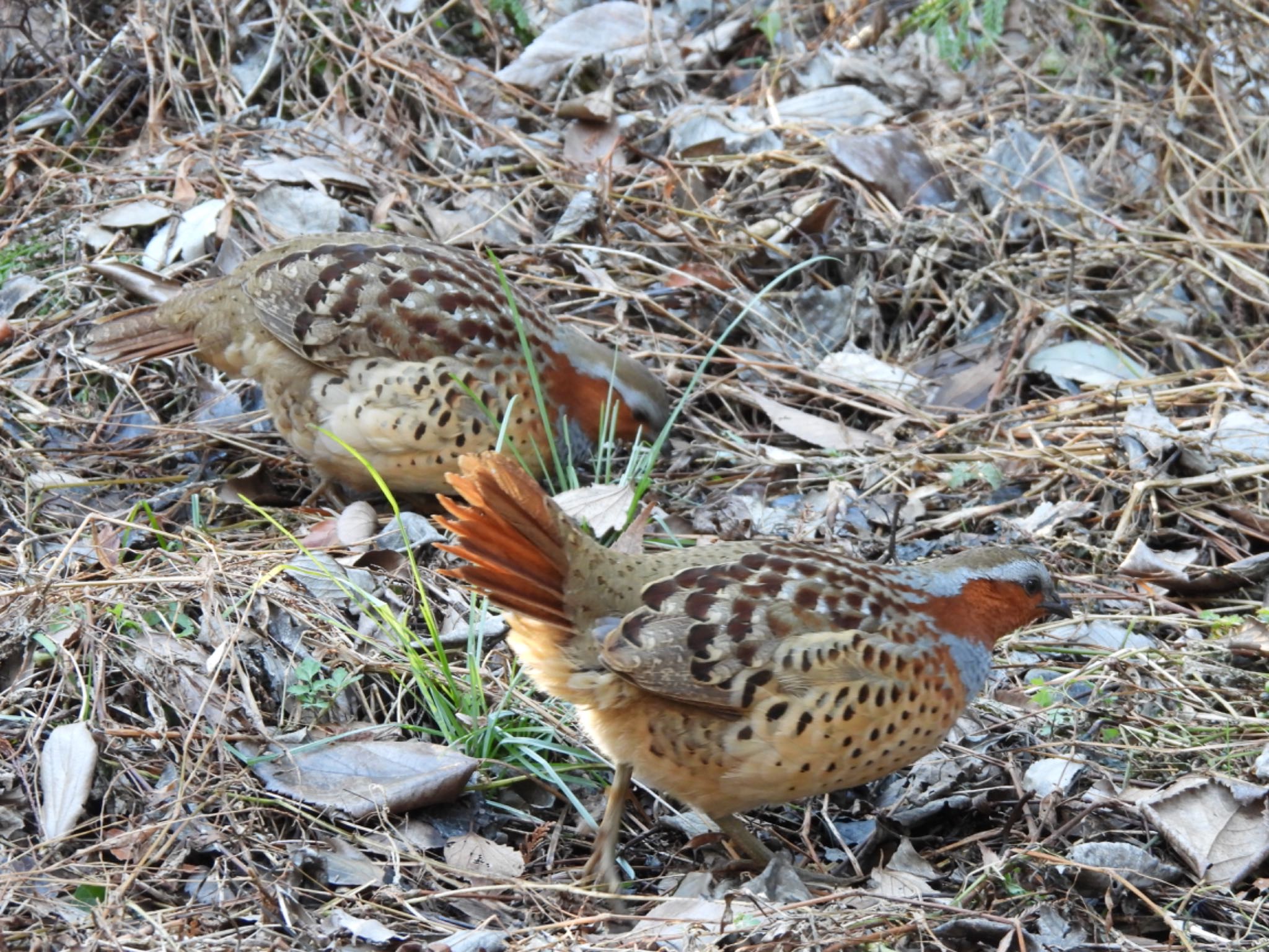 Chinese Bamboo Partridge