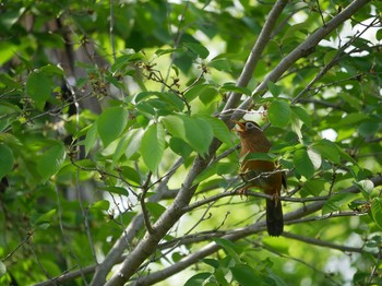 Chinese Hwamei 埼玉県 Sun, 4/22/2018