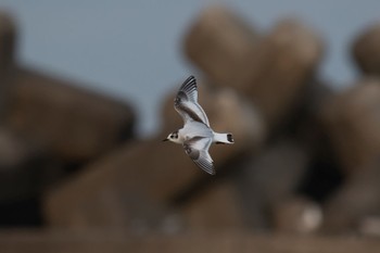 Little Gull Unknown Spots Sat, 2/18/2023