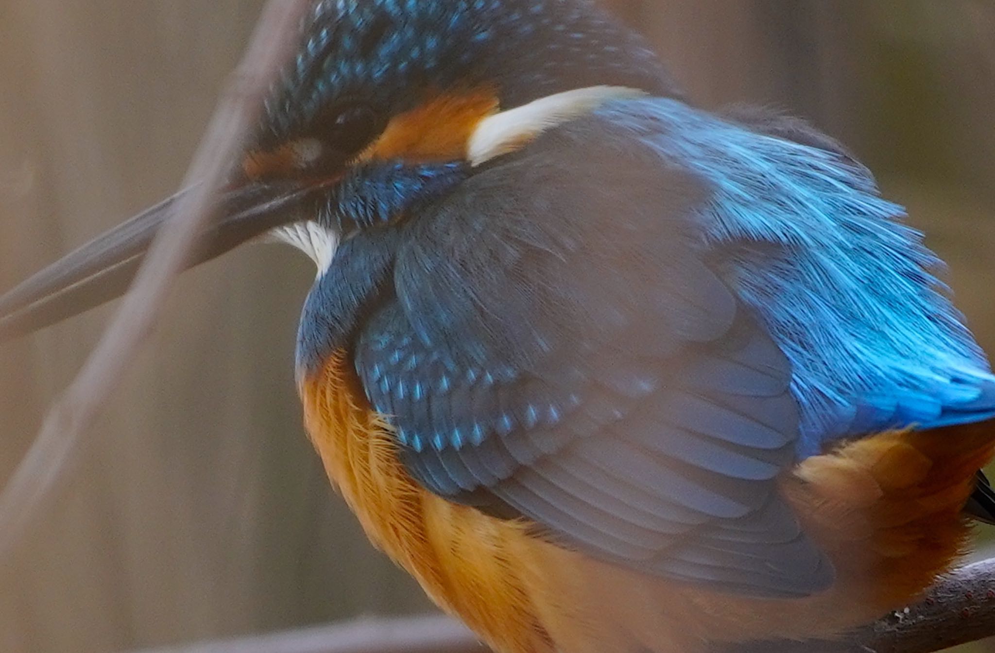 Photo of Common Kingfisher at 千里南公園 by アルキュオン