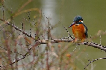 カワセミ 万代池 2023年2月18日(土)