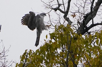 Eurasian Goshawk 万代池 Sat, 2/18/2023