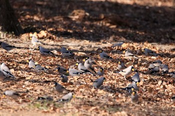 2018年2月18日(日) 大室公園の野鳥観察記録