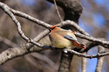 Japanese Waxwing 大室公園 Sun, 2/18/2018