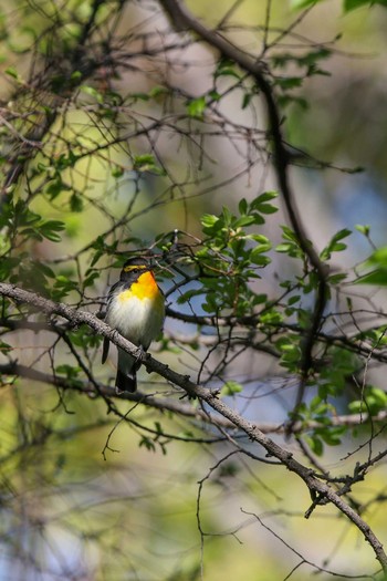 Narcissus Flycatcher Osaka castle park Thu, 4/19/2018