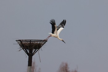 コウノトリ 渡良瀬遊水地 2023年2月18日(土)