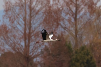 コウノトリ 渡良瀬遊水地 2023年2月18日(土)