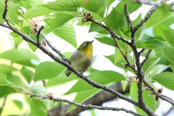 Warbling White-eye Osaka castle park Fri, 4/20/2018