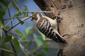 Japanese Pygmy Woodpecker 立田山 Thu, 2/4/2016