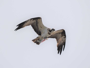 Osprey Unknown Spots Sun, 12/11/2022