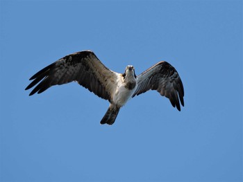 Osprey 谷山港 Mon, 12/12/2022