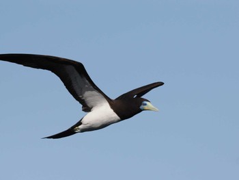 Brown Booby 谷山港 Mon, 12/12/2022