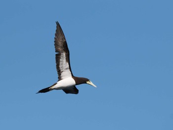 Brown Booby 谷山港 Mon, 12/12/2022