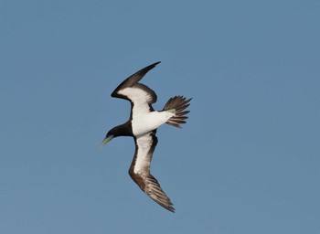 Brown Booby 谷山港 Mon, 12/12/2022