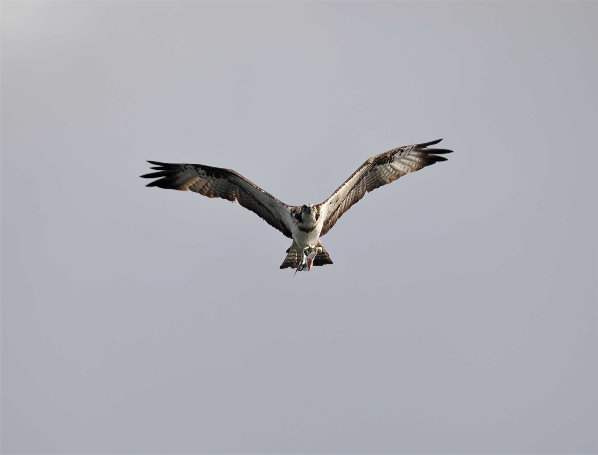 Photo of Osprey at 谷山港 by エヌ