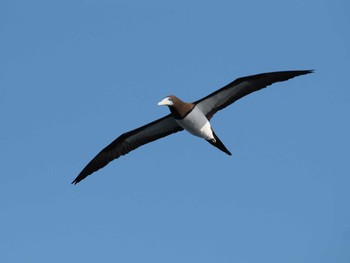 Brown Booby 谷山港 Mon, 12/12/2022