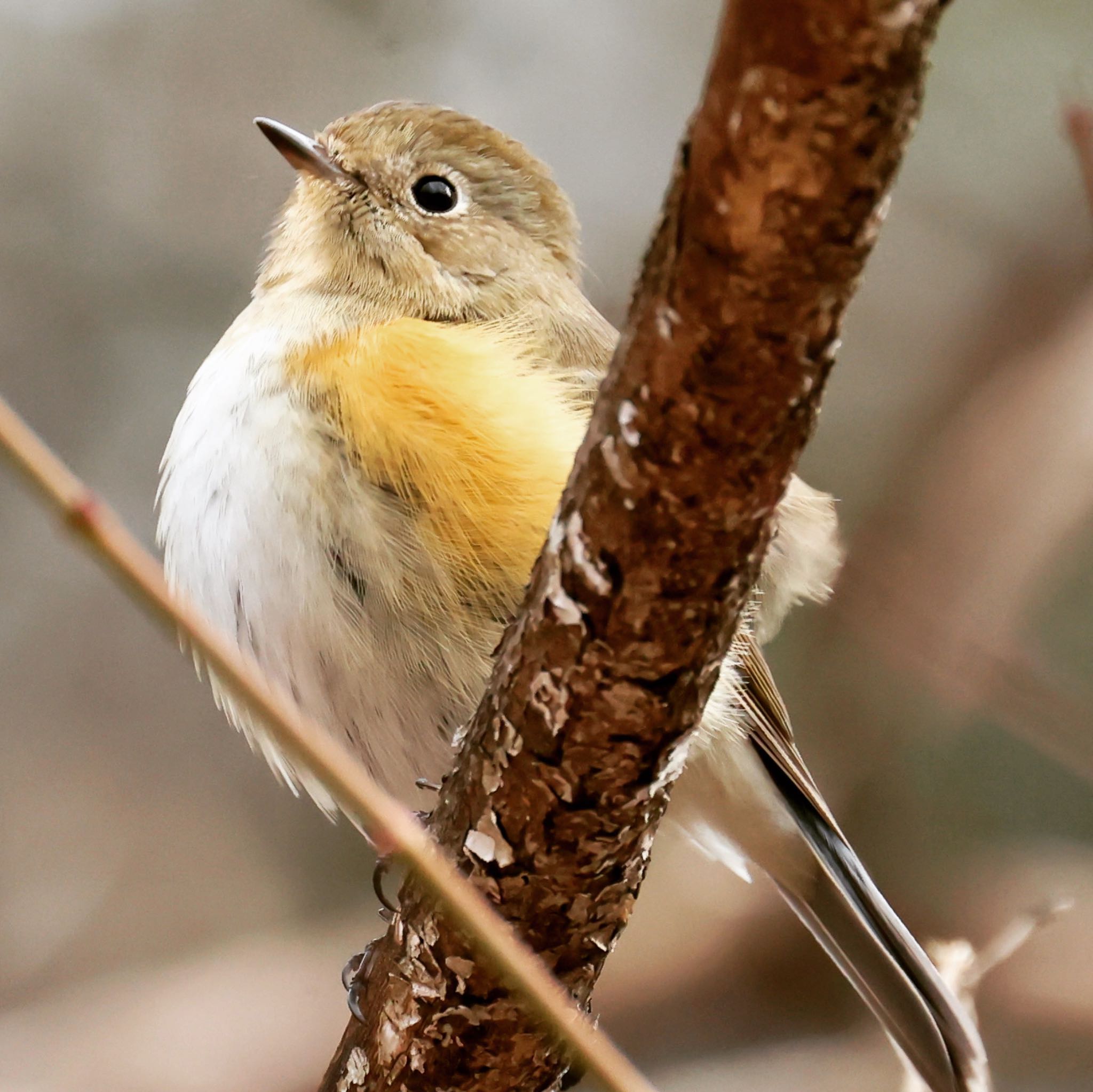 Photo of Red-flanked Bluetail at 各務野自然遺産の森 by トシさん