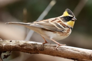 Yellow-throated Bunting 各務野自然遺産の森 Sat, 2/18/2023