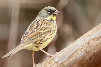 Masked Bunting 各務野自然遺産の森 Sat, 2/18/2023