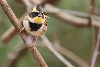 Yellow-throated Bunting 各務野自然遺産の森 Sat, 2/18/2023