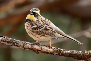 Yellow-throated Bunting 各務野自然遺産の森 Sat, 2/18/2023