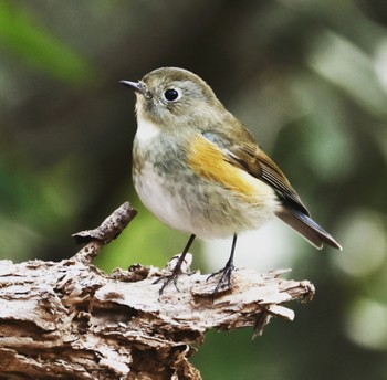 Red-flanked Bluetail 各務野自然遺産の森 Sat, 2/18/2023