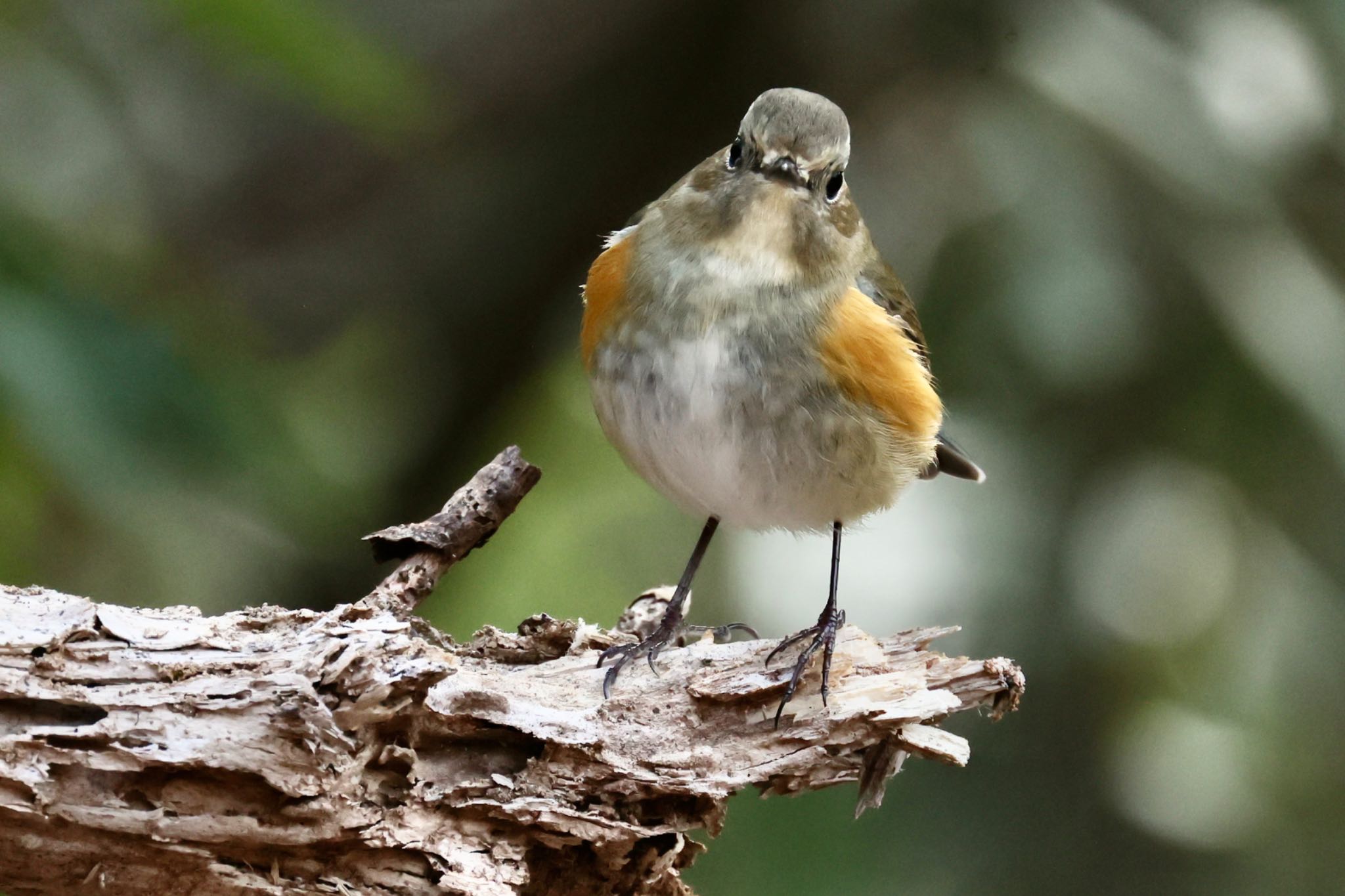 Photo of Red-flanked Bluetail at 各務野自然遺産の森 by トシさん