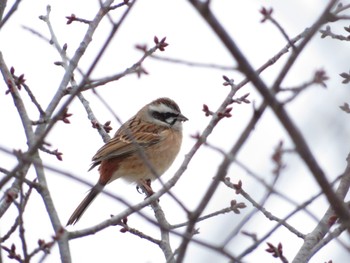 2023年2月19日(日) 十勝北部の野鳥観察記録