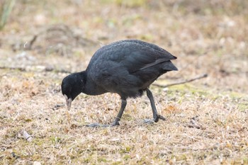 オオバン 市の池公園 2023年2月18日(土)