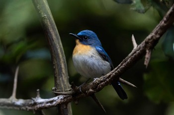 ノドアカヒメアオヒタキ ケーン・クラチャン国立公園 2022年12月31日(土)