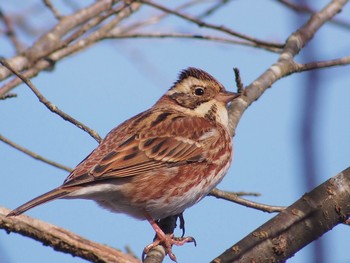 Fri, 2/17/2023 Birding report at Saitama Prefecture Forest Park
