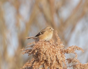Sat, 2/18/2023 Birding report at Watarase Yusuichi (Wetland)