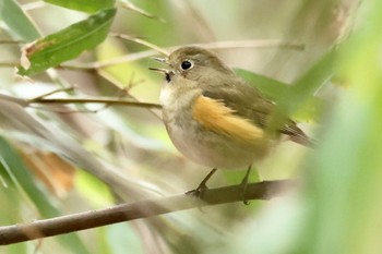 Red-flanked Bluetail 各務野自然遺産の森 Sat, 2/18/2023