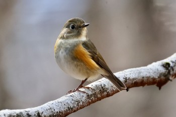 Red-flanked Bluetail 各務野自然遺産の森 Sat, 2/18/2023