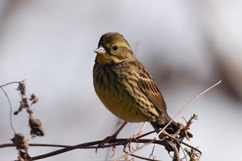 アオジ 秋ヶ瀬公園 2023年2月11日(土)