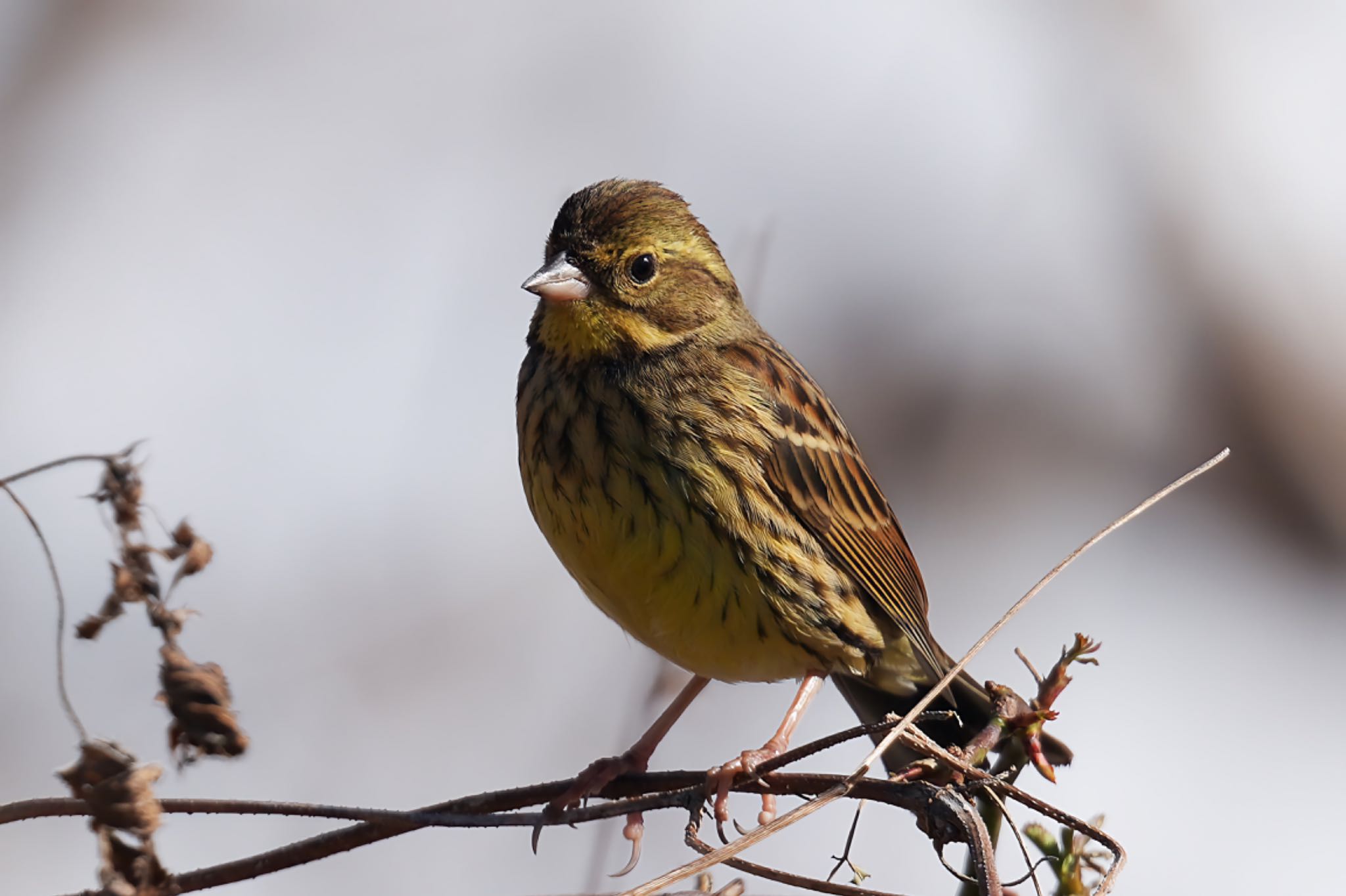 Masked Bunting