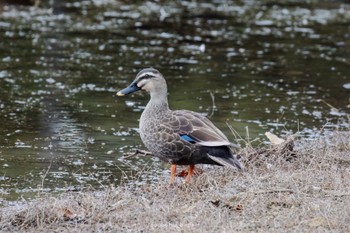 Eastern Spot-billed Duck 市の池公園 Sat, 2/18/2023