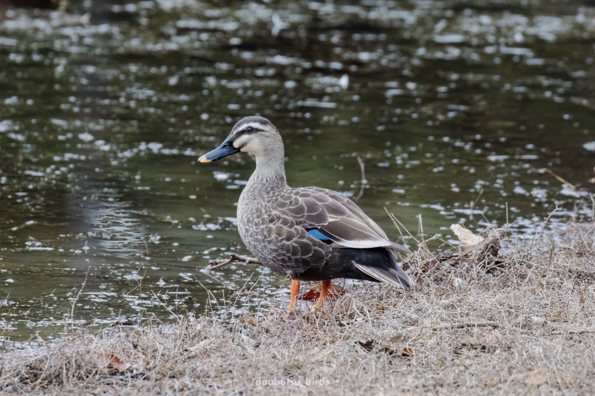 Photo of Eastern Spot-billed Duck at 市の池公園 by どうぶつ