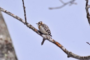 コゲラ 支笏湖野鳥の森 2023年2月15日(水)