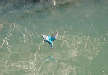 カワセミ 大堀川水辺公園 2023年2月18日(土)