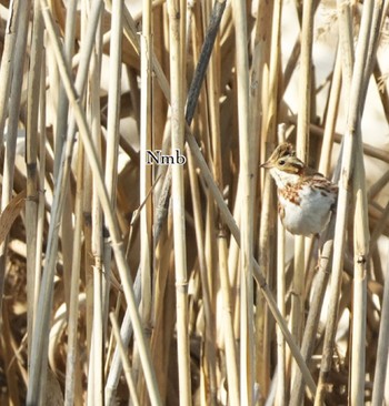 Rustic Bunting Unknown Spots Unknown Date