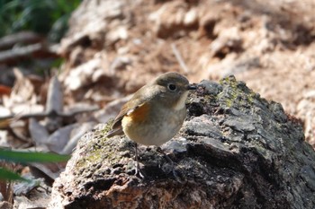 ルリビタキ 秋ヶ瀬公園 2023年2月19日(日)