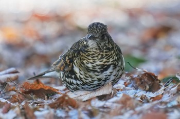 トラツグミ 秋ヶ瀬公園 2023年2月11日(土)